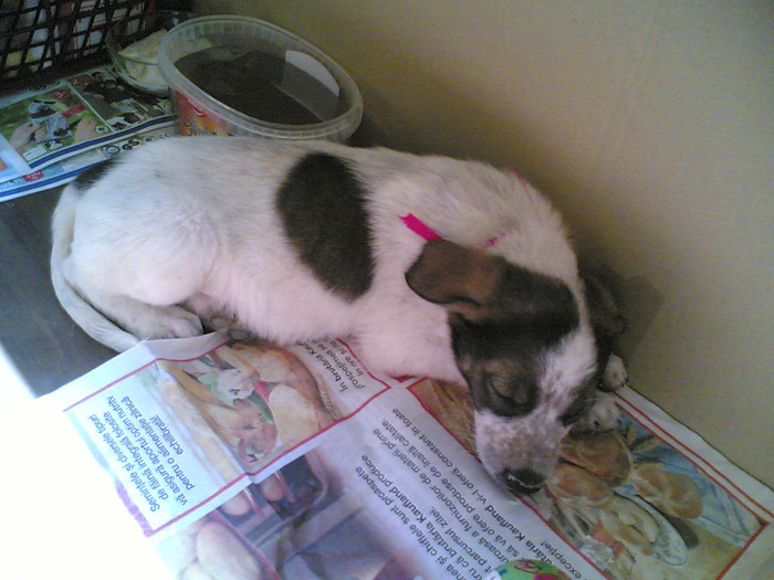 10072011(001); somn de voie
