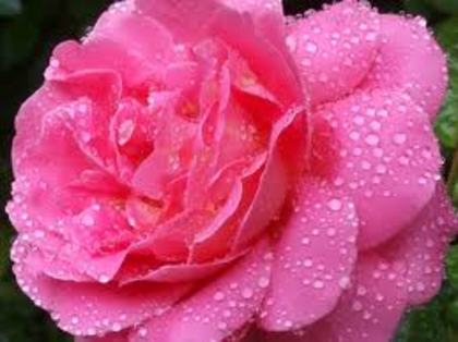 images (25) - poze trandafiri