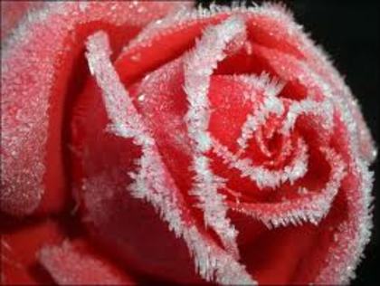 images (26) - poze trandafiri