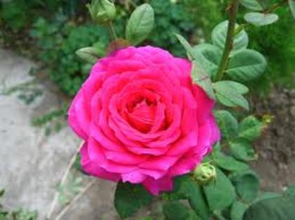 images (31) - poze trandafiri