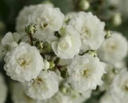 images (33) - poze trandafiri