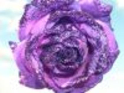 thumb_TrandafirMov_RomeoNet_Ro - poze trandafiri