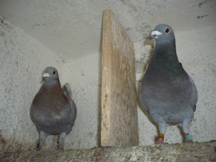 P1110493 - 2-Lot de zbor