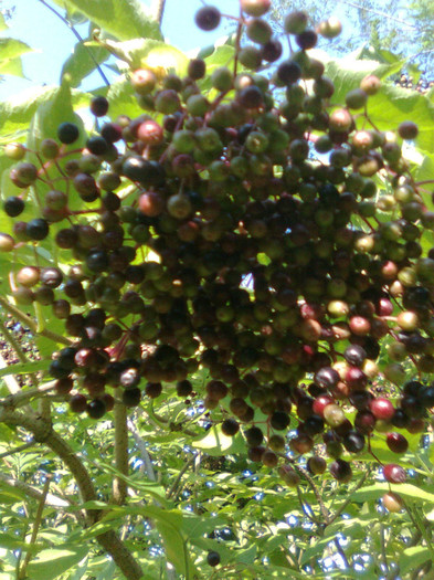 Fructe de soc - Plante medicinale