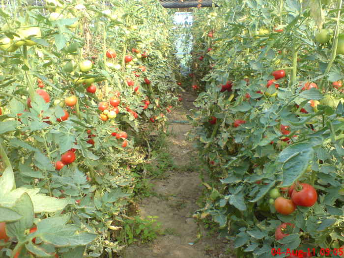 poze sony ericson solar 081