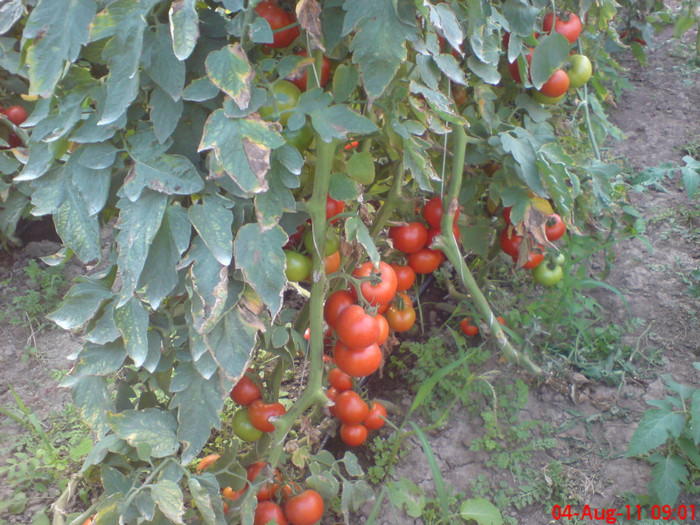 poze sony ericson solar 089