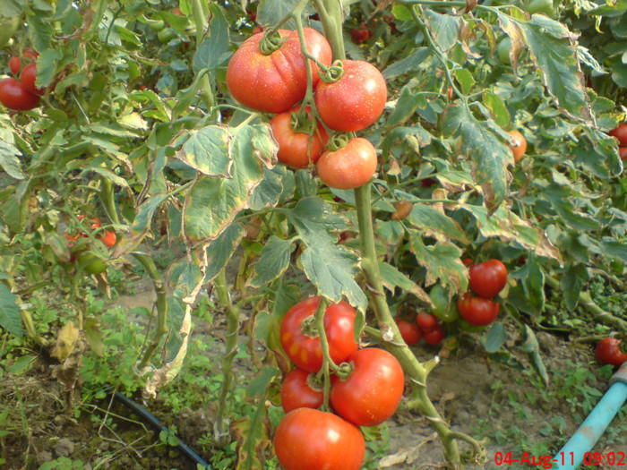 poze sony ericson solar 090