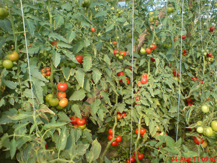 poze sony ericson solar 091