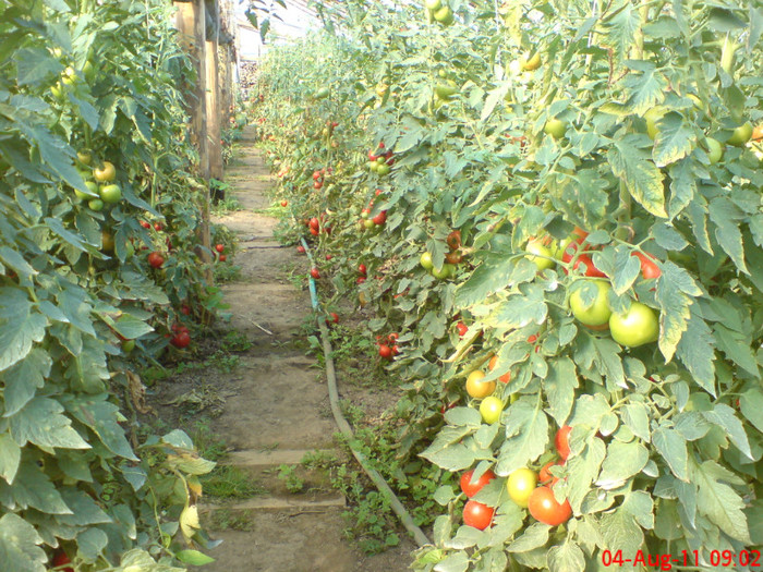 poze sony ericson solar 092