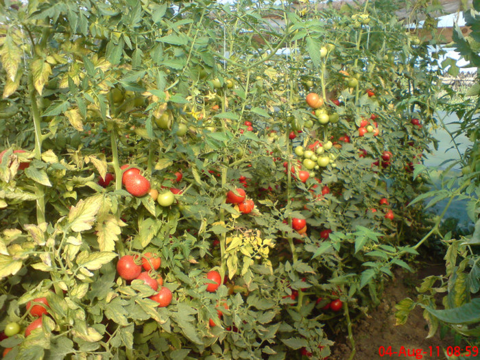 poze sony ericson solar 107