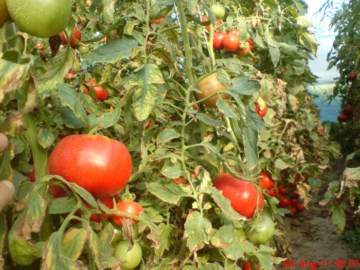 poze sony ericson solar 108