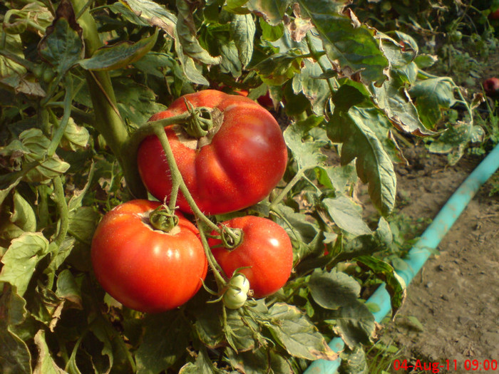 poze sony ericson solar 109