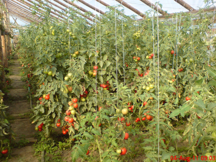 poze sony ericson solar 095