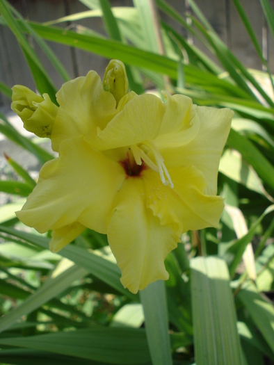 Gladiolus grandiflora Yellow (`10, June 15) - Gladiolus grandiflora Yellow