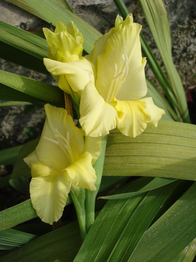 Gladiolus grandiflora Yellow (`10, June 16) - Gladiolus grandiflora Yellow