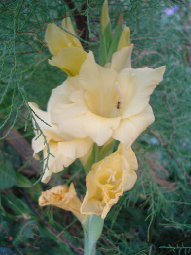 Gladiolus grandiflora Yellow (`11, July 19) - Gladiolus grandiflora Yellow