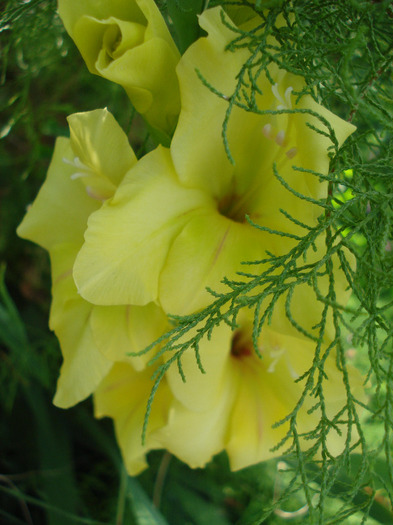 Gladiolus grandiflora Yellow (`11, Aug.02) - Gladiolus grandiflora Yellow