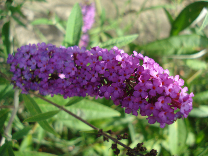 Buddleja Border Beauty (2011, Aug.02) - Buddleja Border Beauty