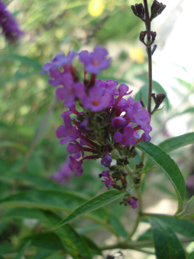 Buddleja Border Beauty (2011, Aug.02) - Buddleja Border Beauty