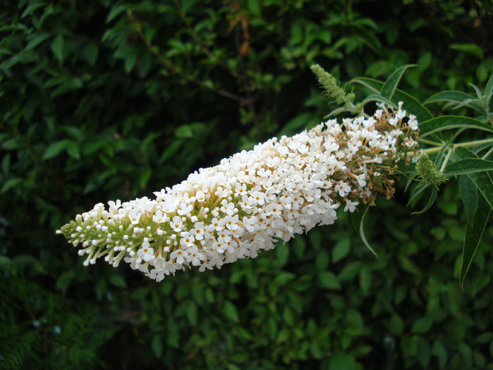 Buddleja White Profusion 23jul2011 - Buddleja White Profusion