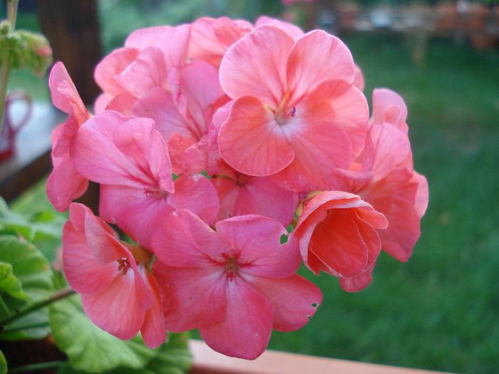 Geranium Deep Salmon (2011, Aug.02) - Geranium Deep Salmon