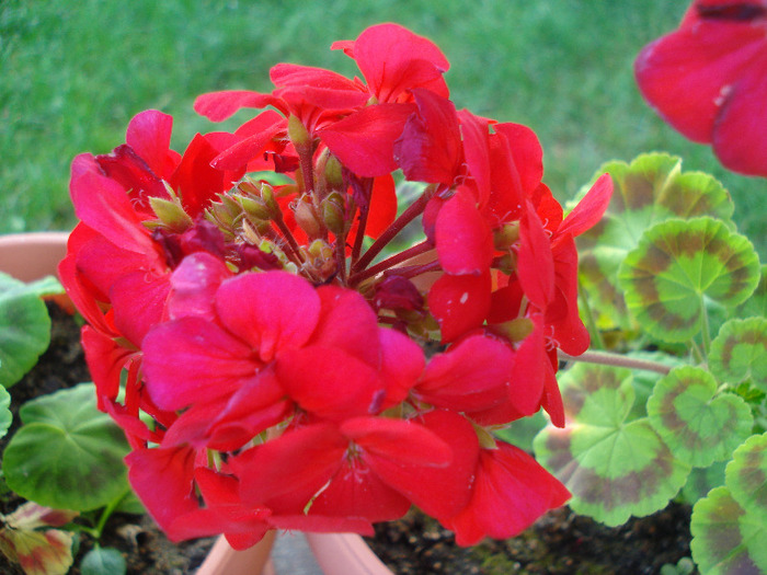 Geranium Upright Red (2011, Aug.02) - Geranium Upright Red