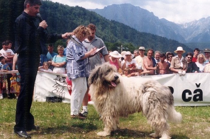 Ursu de Romania BIS Azuga 1999