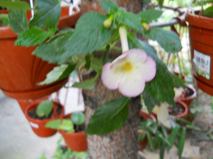 DSCN0800 - ACHIMENES 2011