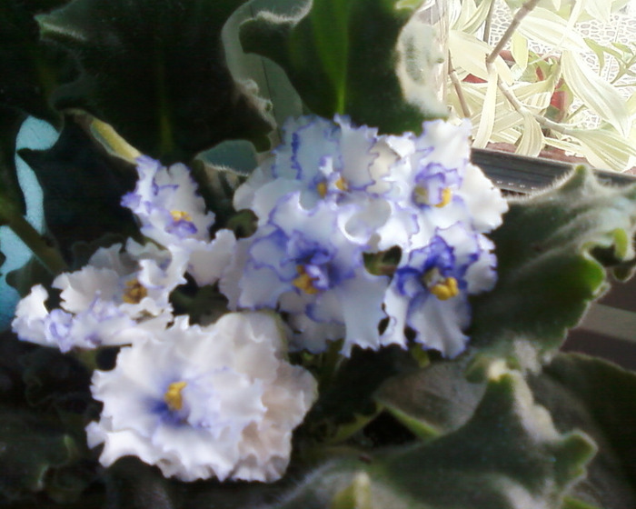 Florentina37-multumesc