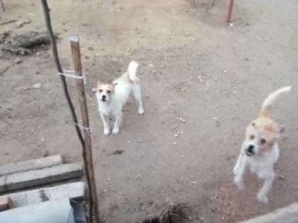 Doua surori - Lesy si Kiara metise terrier