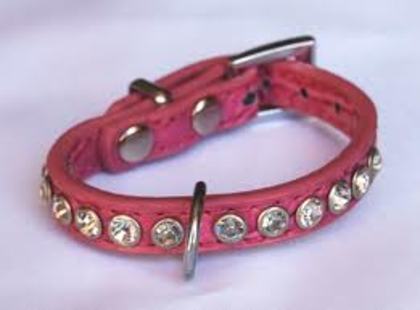 pisica 1 - 5 Mazin accesorii pt animale