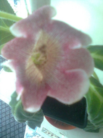 tigrina pink