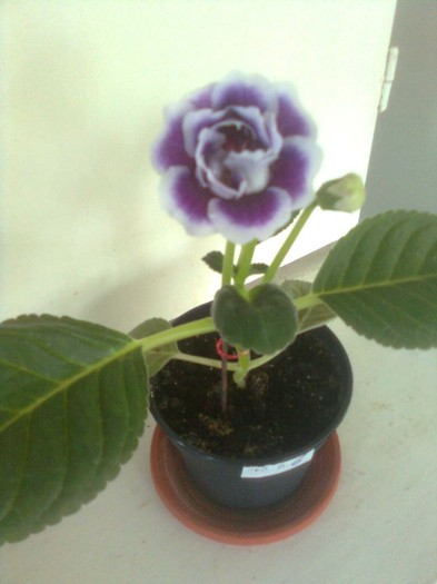 mov cu tiv alb dublu - gloxinia 2011
