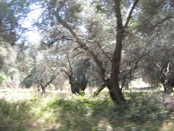 IMG_5716 - Corfu 2011