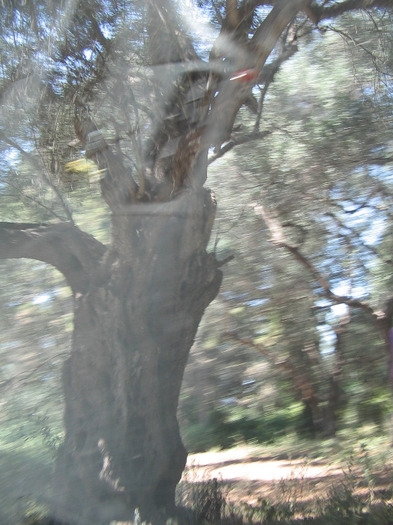 IMG_5721 - Corfu 2011