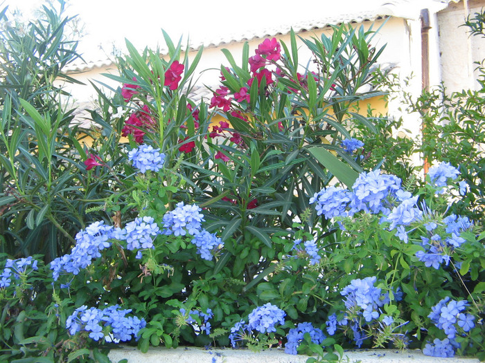 IMG_5731 - Corfu 2011