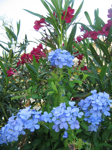 IMG_5732 - Corfu 2011