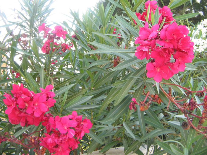 IMG_5733 - Corfu 2011