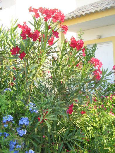 IMG_5735 - Corfu 2011