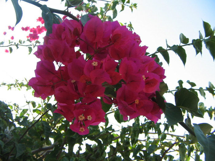 IMG_5739 - Corfu 2011