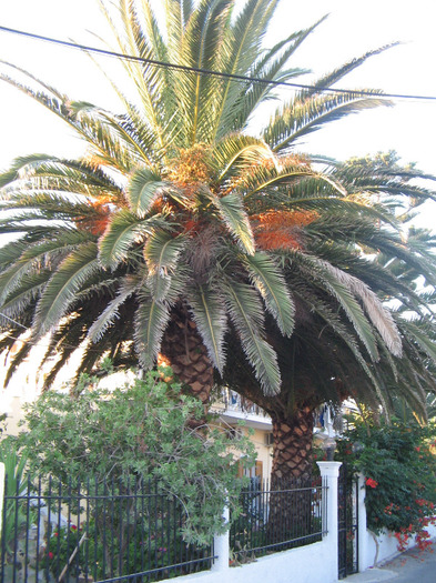 IMG_5744 - Corfu 2011