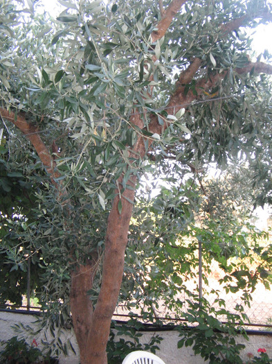 IMG_5793 - Corfu 2011