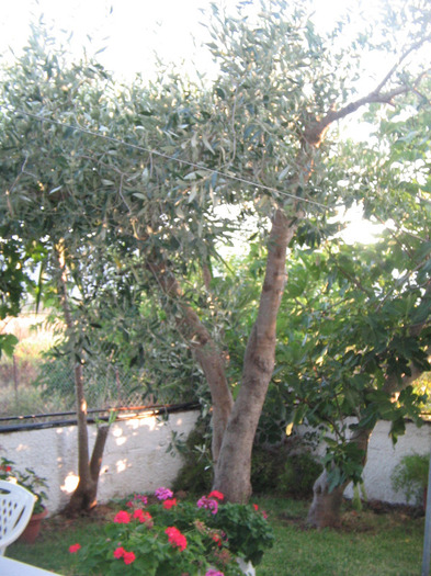 IMG_5796 - Corfu 2011