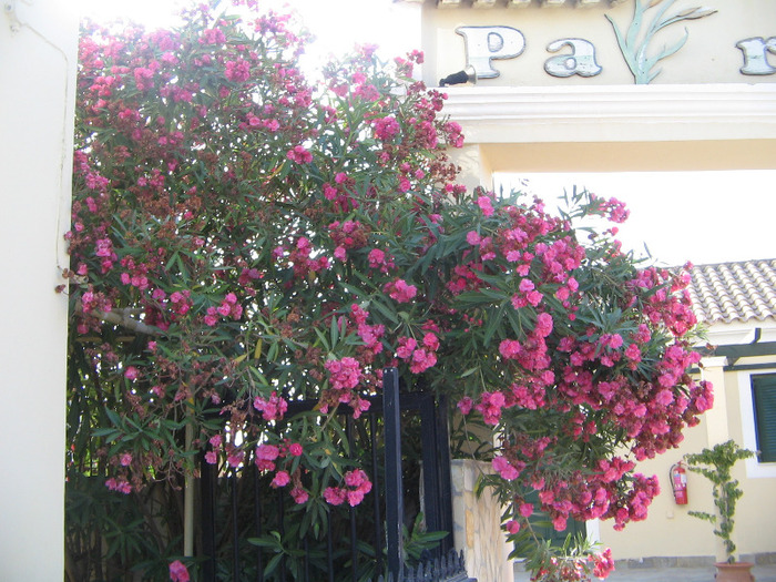 IMG_5806 - Corfu 2011