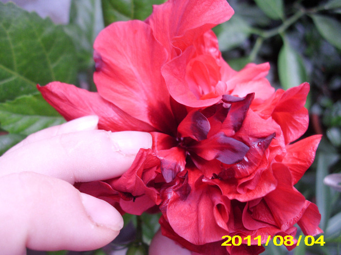 rosu cu negru - hibiscus