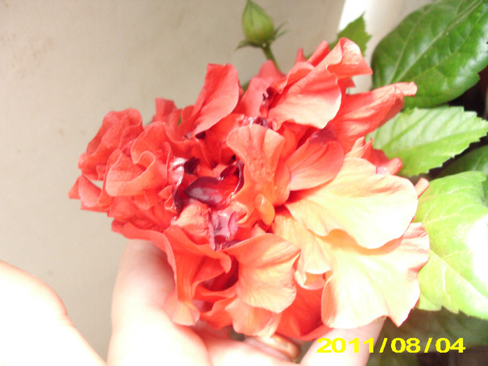 Picture 037 - hibiscus