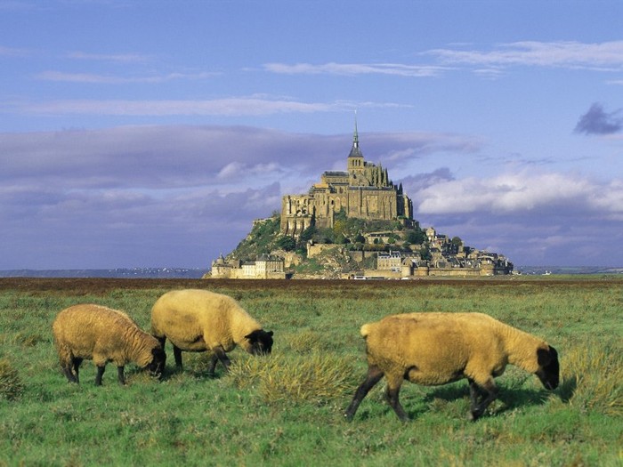 Sheep, Mont-Saint-Michel, Normandy, France - Franta