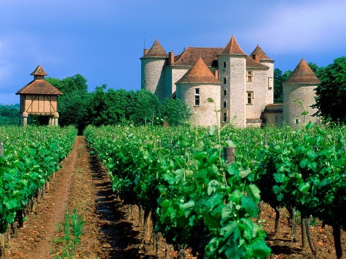 Vineyard, Cahors, Lot Valley, France - Franta