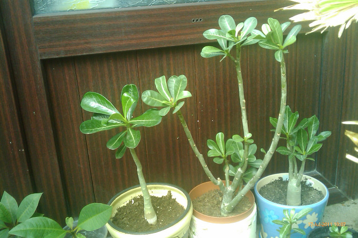 IMAG1010 - adenium obesum