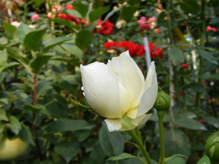 Glamis Castle (AUSlevel); Shrub(Arbust)Floare medie-mare,40-120 petale,parfum mediu-puternic(3-4 din 5 puncte)h0,9-1,2m
